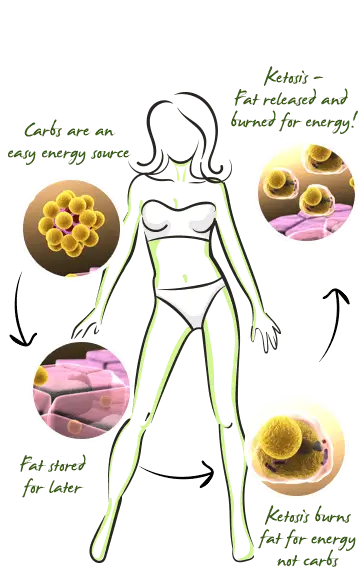 keto-science